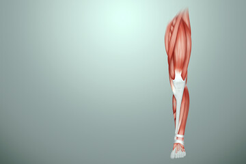 Obraz na płótnie Canvas The structure of the human muscles on the leg close-up, the biology of the muscular system. Human anotomy concept. 3D illustration, 3D render.