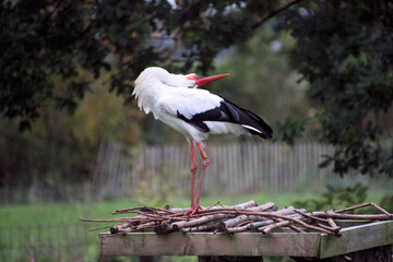 A close up of a White Stork