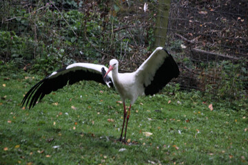 A close up of a White Stork