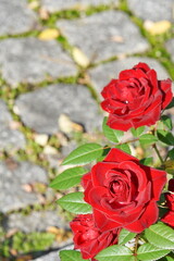 Rote Rosen strecken sich nach der Oktobersonne I