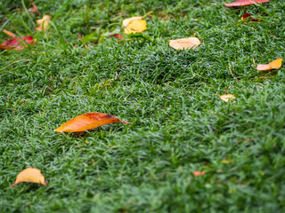 リュウノヒゲの上に落ちた紅葉した葉っぱ