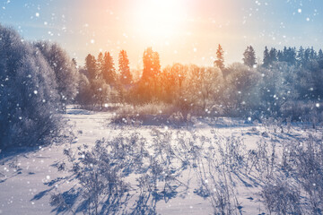 Winter christmas scenic landscape. White  branches in rime, falling snow, snow drifts in on nature, soft focus