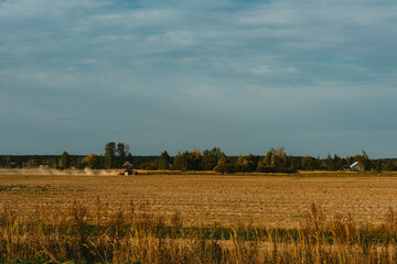 Fototapeta premium wheat field in summer