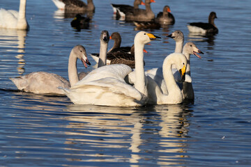 A Whooper Swan on the water at Martin Mere Nature Reserve