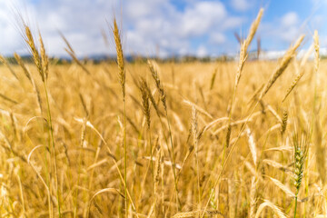 wheat field in summer with blue sky