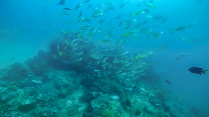 View of wild life in Asia.  Vibrant reef with lots of fish  