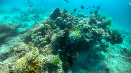 Naklejka na ściany i meble View of wild life in Asia. Colorful reef in the Philippines 