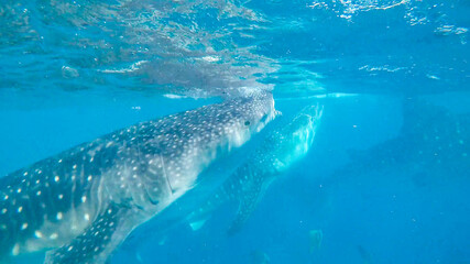 View of wild life in Asia.  Whale sharks feeding near Cebu island  