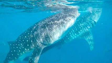 Naklejka premium View of wild life in Asia. Whale Sharks feeding near Cebu island 