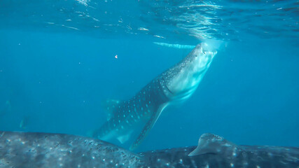 View of wild life in Asia.  Large whale shark feeding.