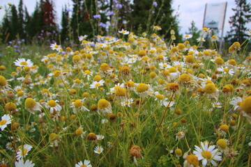 rustic daisies in the field