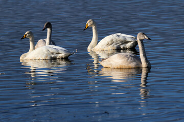 Obraz premium A Whooper Swan on the water at Martin Mere Nature Reserve