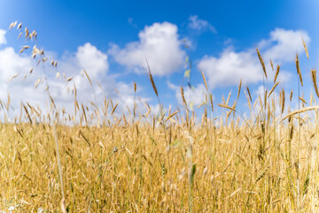 wheat field in summer with blue sky