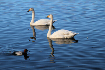A Whooper Swan on the water at Martin Mere Nature Reserve
