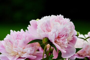 stunning light pink peonies with black background copy space