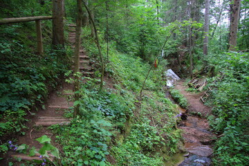 river flowing in the forest