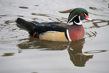A Wood Duck on the water