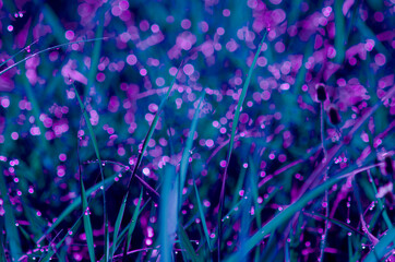 Purple bokeh background caused by the dew on top of the grass in the morning beautiful nature.