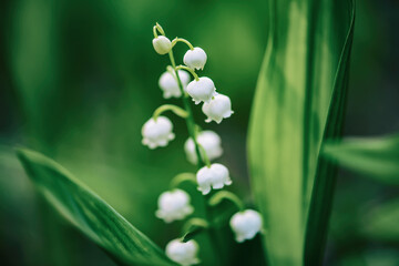Lily of the valley