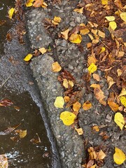 yellow leaves on the asphalt and puddle