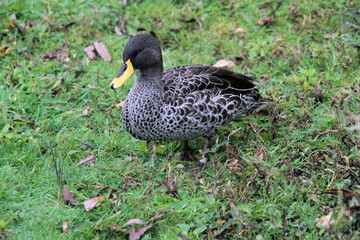 A close up of a Yellow Billed Duck