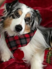 australian shepherd dog with christmas scarf