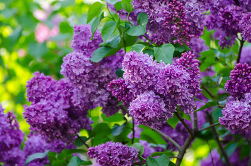 Spring lilac flowers