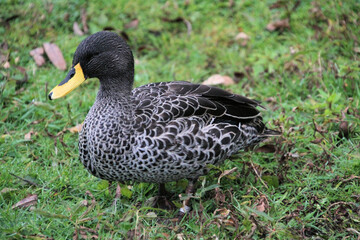 A close up of a Yellow Billed Duck
