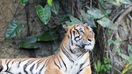 Indochinese Tiger resting on a stone bridge in front of waterfall