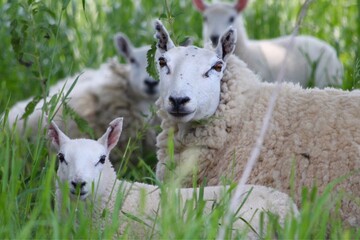 Fototapeta premium family of sheep sitting in tall grass