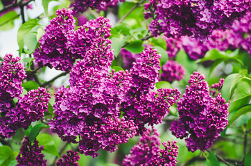 Obraz premium Spring lilac flowers