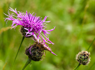 Centaurées dans la prairie à Drom, France
