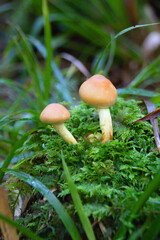 Tiny mushrooms in green moss at the morning