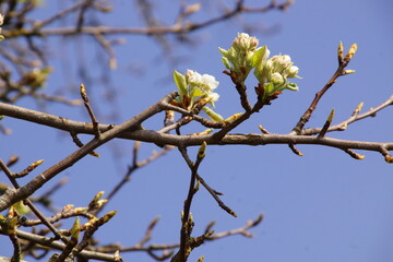 die ersten Knospen von Blüten eines Obstbaumes im noch kalten Frühjahr; es ist ein noch blattloser Birnbaum im Sonnenschein