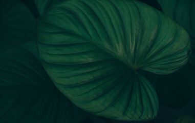 Fototapeta premium Green leaves for nature background, in green dark tone.