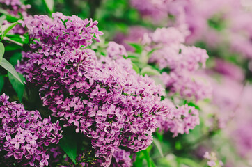 Spring lilac flowers