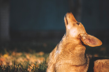 Puppy - the close up portrait