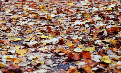 the fallen autumn leaves