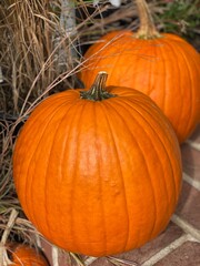 Fall Pumpkins