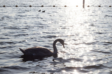  Swans in a lake with light reflections on a winter day