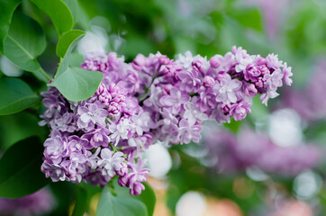 Obraz na płótnie Canvas Spring lilac flowers