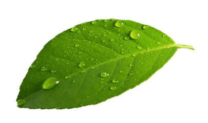 Fototapeta na wymiar Citrus Lemon leaf with drops isolated on white background