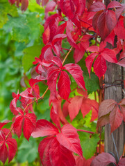 colorful red and green leaves