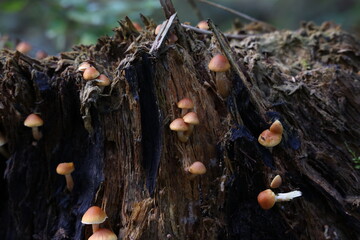 Brown forest mushrooms grew on a fallen tree
