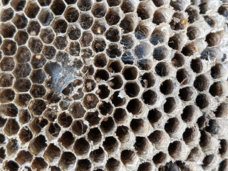 Bee hive texture background, close up view