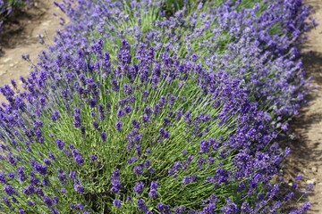 lavender field in canada