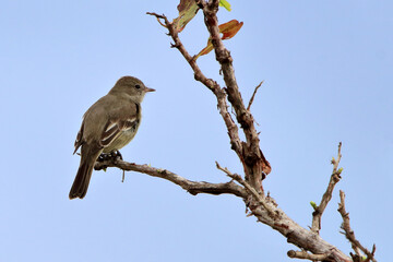 Lesser Elaenia (Elaenia chiriquensis) perched on a branch