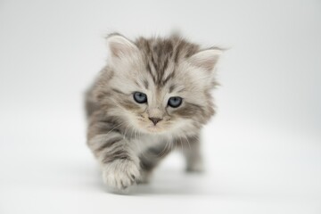 Fototapeta na wymiar Siberian kitten 5 weeks old