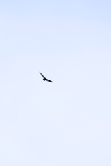 A turkey vulture bird flying away in the sky