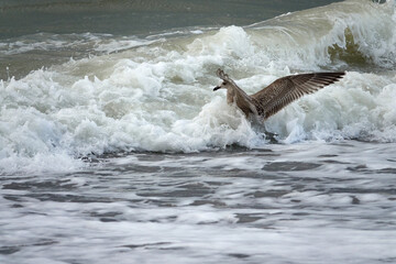Naklejka premium Young seagull (Larinae) with brown plumage sits in a wave and spreads its wings.
